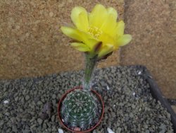 Echinopsis hybrid pot 5,5 cm - 12398822