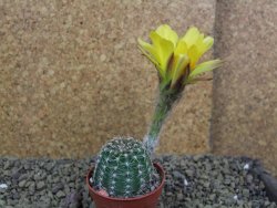 Echinopsis hybrid pot 5,5 cm - 12398824