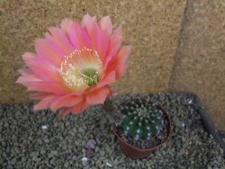 Echinopsis hybrid pot 7 cm - 12398825