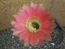 Echinopsis hybrid pot 7 cm - 12398826