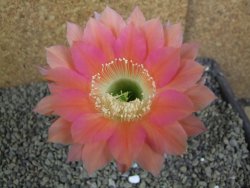 Echinopsis hybrid pot 7 cm - 12398827