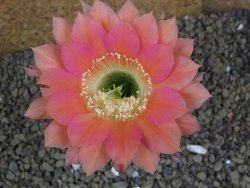 Echinopsis hybrid pot 7 cm