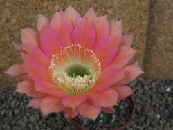 Echinopsis hybrid pot 7 cm - 12398829