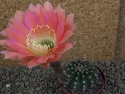 Echinopsis hybrid pot 7 cm - 12398830