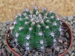 Echinopsis hybrid pot 7 cm - 12398831