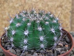 Echinopsis hybrid pot 7 cm - 12398832