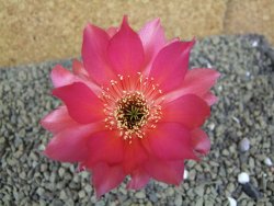 Echinopsis X trichocereus pot 5,5 cm - 12398847