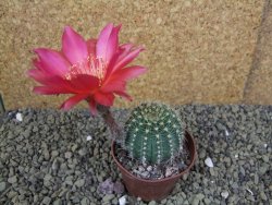 Echinopsis X trichocereus pot 5,5 cm - 12398848