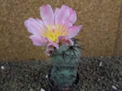 Tephrocactus geometricus pot 5,5 cm - 12398855