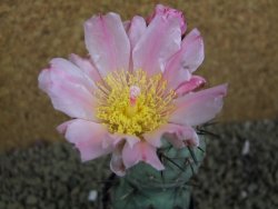 Tephrocactus geometricus pot 5,5 cm - 12398856