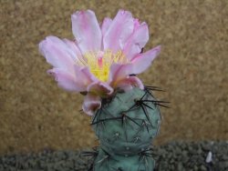 Tephrocactus geometricus pot 5,5 cm - 12398857