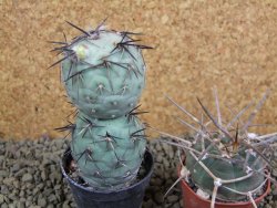 Tephrocactus geometricus pot 5,5 cm - 12398859