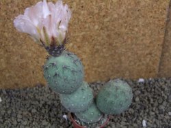 Tephrocactus geometricus pot 5,5 cm - 12398861