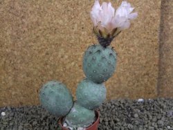 Tephrocactus geometricus pot 5,5 cm - 12398862