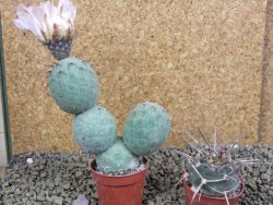 Tephrocactus geometricus pot 5,5 cm - 12398863