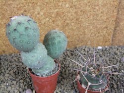 Tephrocactus geometricus pot 5,5 cm - 12398864