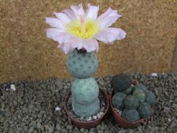 Tephrocactus geometricus pot 5,5 cm - 12398868