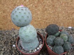 Tephrocactus geometricus pot 5,5 cm - 12398869