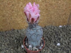 Tephrocactus geometricus pot 5,5 cm - 12398871