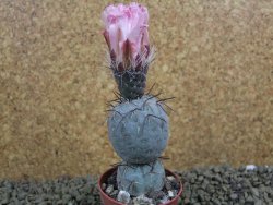 Tephrocactus geometricus pot 5,5 cm - 12398872