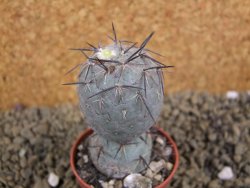 Tephrocactus geometricus pot 5,5 cm - 12398873