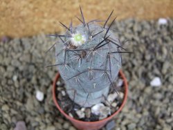 Tephrocactus geometricus pot 5,5 cm - 12398874