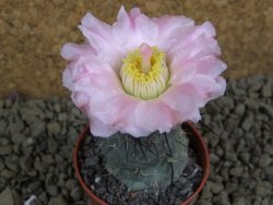 Tephrocactus geometricus pot 5,5 cm - 12398881