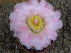 Tephrocactus geometricus pot 5,5 cm - 12398882