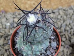 Tephrocactus geometricus pot 5,5 cm - 12398884