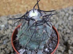 Tephrocactus geometricus pot 5,5 cm - 12398885