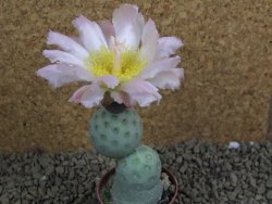 Tephrocactus geometricus pot 5,5 cm - 12398891