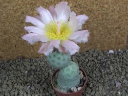 Tephrocactus geometricus pot 5,5 cm - 12398892