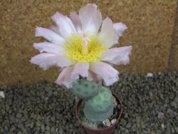 Tephrocactus geometricus pot 5,5 cm - 12398894