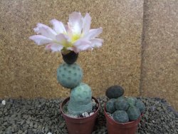 Tephrocactus geometricus pot 5,5 cm - 12398896