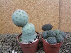 Tephrocactus geometricus pot 5,5 cm - 12398897