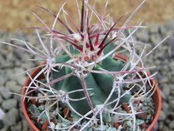 Echinocactus parryi Ciudad Juarez, pot 5,5 cm - 12398898