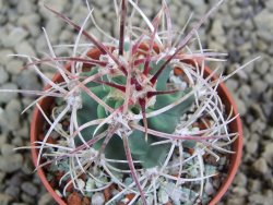 Echinocactus parryi Ciudad Juarez, pot 5,5 cm - 12398899