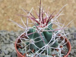 Echinocactus parryi Ciudad Juarez, pot 5,5 cm