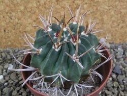 Echinofossulocactus coptonogonus Ventura, pot 9 cm