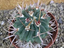 Echinofossulocactus coptonogonus Ventura, pot 9 cm - 12398902