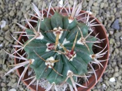 Echinofossulocactus coptonogonus Ventura, pot 9 cm - 12398903