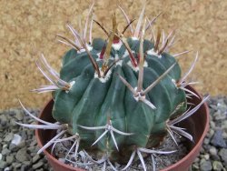 Echinofossulocactus coptonogonus Ventura, pot 9 cm - 12398904