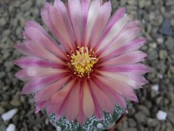 Astrophytum  Hanazano X red flower oibo akabana, pot 5,5 cm - 12398906