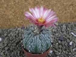 Astrophytum  Hanazano X red flower oibo akabana, pot 5,5 cm - 12398907