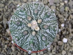 Astrophytum  Hanazano X red flower oibo akabana, pot 5,5 cm - 12398908