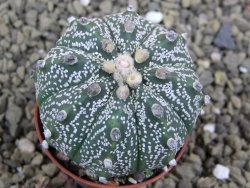 Astrophytum  Hanazano X red flower oibo akabana, pot 5,5 cm - 12398909