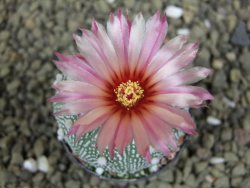 Astrophytum  Hanazano X red flower oibo akabana, pot 5,5 cm - 12398911