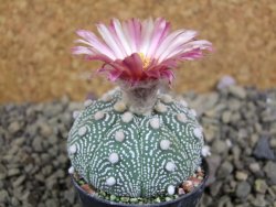 Astrophytum  Hanazano X red flower oibo akabana, pot 5,5 cm - 12398912