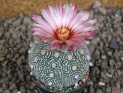 Astrophytum  Hanazano X red flower oibo akabana, pot 5,5 cm - 12398913