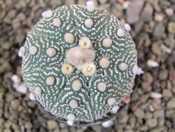 Astrophytum  Hanazano X red flower oibo akabana, pot 5,5 cm - 12398914